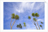 Cabbage Trees, Crowns Against Sky by Anonymous