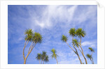 Cabbage Trees, Crowns Against Sky by Anonymous