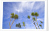 Cabbage Trees, Crowns Against Sky by Anonymous