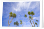 Cabbage Trees, Crowns Against Sky by Anonymous