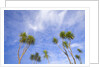 Cabbage Trees, Crowns Against Sky by Anonymous