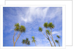 Cabbage Trees, Crowns Against Sky by Anonymous