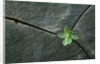 Plant Growing in Cracked Boulder by Anonymous