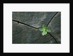 Plant Growing in Cracked Boulder by Anonymous