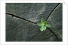 Plant Growing in Cracked Boulder by Anonymous