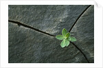 Plant Growing in Cracked Boulder by Anonymous