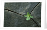Plant Growing in Cracked Boulder by Anonymous