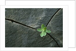 Plant Growing in Cracked Boulder by Anonymous