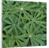 Foliage by Anonymous