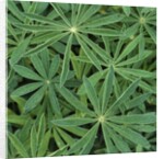 Foliage by Anonymous