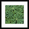 Foliage by Anonymous