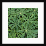 Foliage by Anonymous