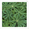 Foliage by Anonymous