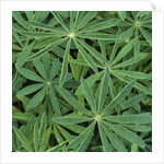 Foliage by Anonymous