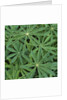 Foliage by Anonymous