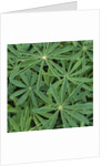 Foliage by Anonymous