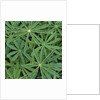 Foliage by Anonymous