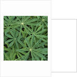 Foliage by Anonymous