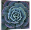 Hens and Chicks Plant by Anonymous