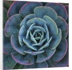Hens and Chicks Plant by Anonymous
