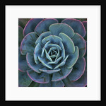 Hens and Chicks Plant by Anonymous