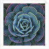 Hens and Chicks Plant by Corbis