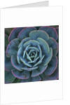 Hens and Chicks Plant by Anonymous