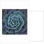 Hens and Chicks Plant by Anonymous