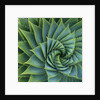 Succulent with Spiked Leaves by Anonymous
