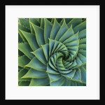 Succulent with Spiked Leaves by Anonymous