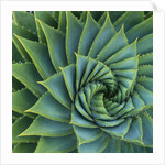 Succulent with Spiked Leaves by Anonymous