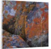 Red Lichen on Rocks by Anonymous