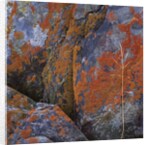 Red Lichen on Rocks by Anonymous