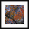 Red Lichen on Rocks by Anonymous