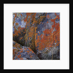 Red Lichen on Rocks by Anonymous