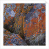 Red Lichen on Rocks by Anonymous