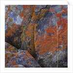 Red Lichen on Rocks by Anonymous