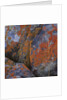 Red Lichen on Rocks by Anonymous