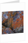 Red Lichen on Rocks by Anonymous