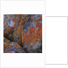 Red Lichen on Rocks by Anonymous