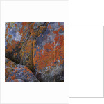 Red Lichen on Rocks by Anonymous