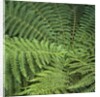 Fern Fronds by Anonymous