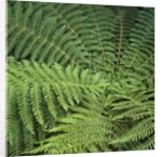 Fern Fronds by Anonymous