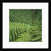 Fern Fronds by Anonymous