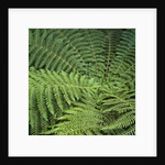 Fern Fronds by Anonymous