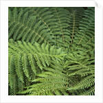 Fern Fronds by Anonymous