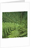 Fern Fronds by Anonymous
