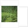Fern Fronds by Anonymous