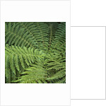 Fern Fronds by Anonymous