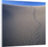 Sidewinder Tracks in Sand Dune by Anonymous